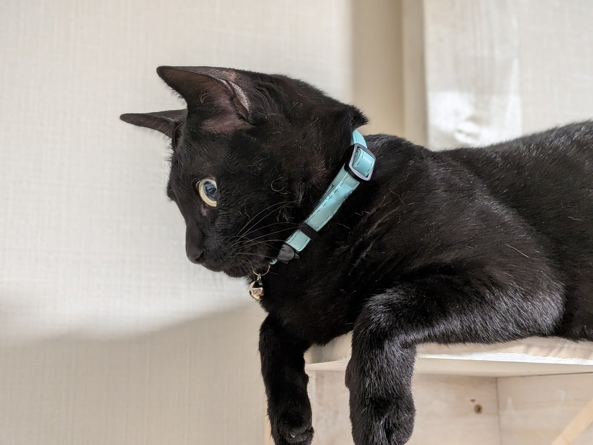 星宮りょうプロフィール写真・黒猫